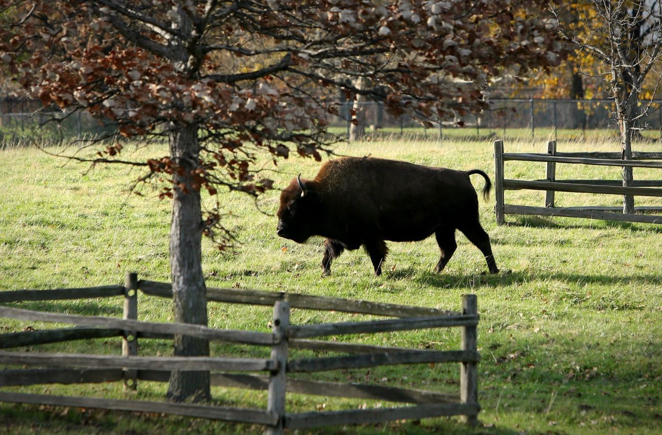 Grants Farm